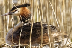 Great Crested Grebe on Nest with Three little Chicks