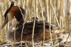 Great Crested Grebe on Nest with Three little Chicks