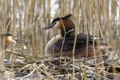 Great Crested Grebe on Nest with Three little Chicks Feeding