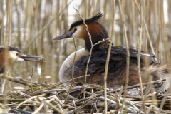 Great Crested Grebe on Nest with Three little Chicks Feeding