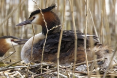 Great Crested Grebe on Nest with Three little Chicks Feeding