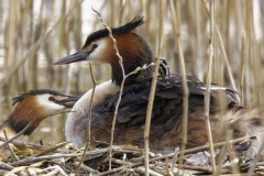 Great Crested Grebe on Nest with Three little Chicks Feeding