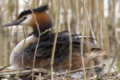 Great Crested Grebe on Nest with Three little Chicks Feeding