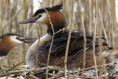 Great Crested Grebe on Nest with Three little Chicks Feeding