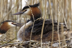 Great Crested Grebe on Nest with Three little Chicks Feeding