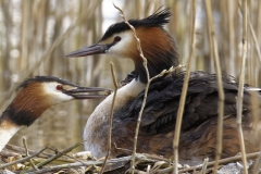 Great Crested Grebe on Nest with Three little Chicks Feeding