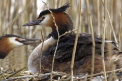 Great Crested Grebe on Nest with Three little Chicks Feeding