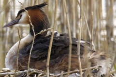 Great Crested Grebe on Nest with Three little Chicks Feeding