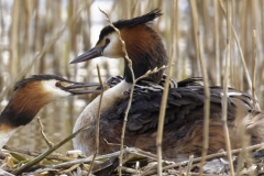 Great Crested Grebe on Nest with Three little Chicks Feeding