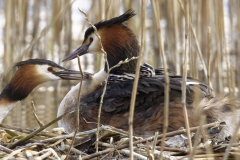 Great Crested Grebe on Nest with Three little Chicks Feeding