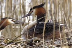 Great Crested Grebe on Nest with Three little Chicks Feeding