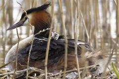 Great Crested Grebe on Nest with Three little Chicks Feeding