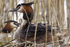 Great Crested Grebe on Nest with Three little Chicks Feeding