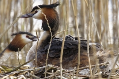 Great Crested Grebe on Nest with Three little Chicks Feeding