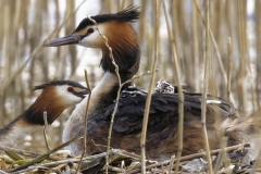 Great Crested Grebe on Nest with Three little Chicks Feeding