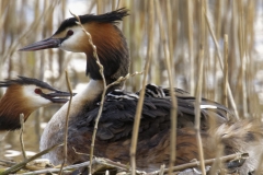 Great Crested Grebe on Nest with Three little Chicks Feeding