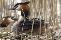 Great Crested Grebe on Nest with Three little Chicks Feeding