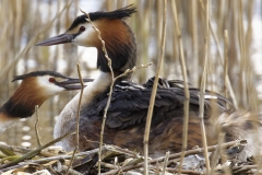 Great Crested Grebe on Nest with Three little Chicks Feeding