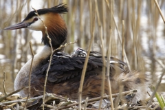 Great Crested Grebe on Nest with Three little Chicks Feeding