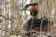 Great Crested Grebe on Nest with Three little Chicks Feeding