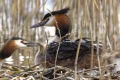 Great Crested Grebe on Nest with Three little Chicks Feeding