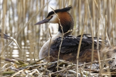 Great Crested Grebe on Nest with Three little Chicks Feeding