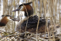 Great Crested Grebe on Nest with Three little Chicks Feeding