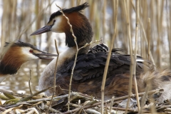 Great Crested Grebe on Nest with Three little Chicks Feeding