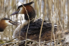 Great Crested Grebe on Nest with Three little Chicks Feeding