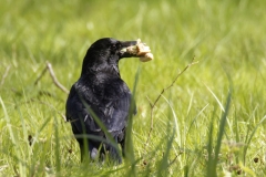 Carrion Crow Back View With Food in Bill