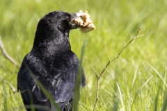 Carrion Crow Back View With Food in Bill