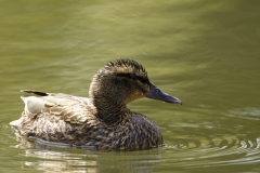 Female Mallard Duck Side View on River