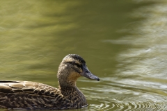 Female Mallard Duck Side View on River