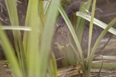 Water Vole