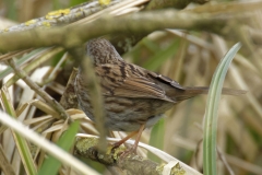 Dunnock Back View on Branch