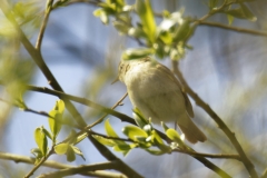 Willow Warbler Front View on Branch