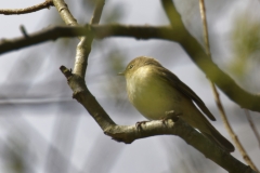 ChiffChaff Front View on Branch