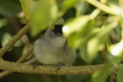 Blackcap Front View on Branch