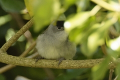 Blackcap Front View on Branch