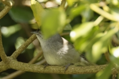 Blackcap Front View on Branch