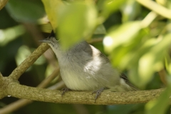 Blackcap Front View on Branch