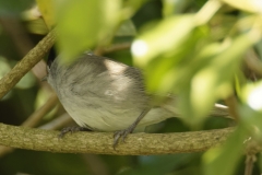 Blackcap Front View on Branch