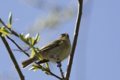 ChiffChaff Side View on Branch