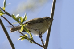 ChiffChaff Side View on Branch