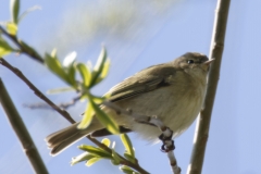 ChiffChaff Side View on Branch