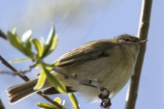 ChiffChaff Side View on Branch