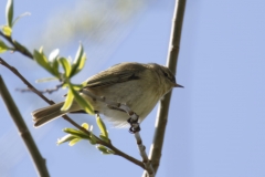 ChiffChaff Side View on Branch