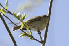 ChiffChaff Side View on Branch