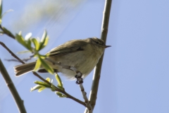 ChiffChaff Side View on Branch