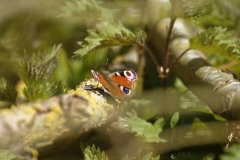 Peacock Butterfly on Branch